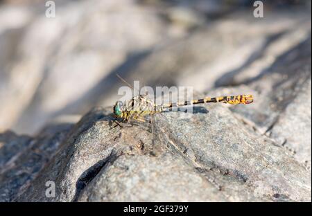 Small pincertail or green-eyed hook-tailed dragonfly, Onychogomphus forcipatus, resting on a rock next to river, andalucia, Spain. Stock Photo