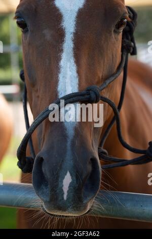 Egham, Surrey, UK. 22nd August, 2021. A beautiful chesnut polo pony before the match. Credit: Maureen McLean/Alamy Stock Photo