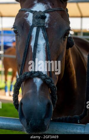 Egham, Surrey, UK. 22nd August, 2021. A beautiful chesnut polo pony before the match. Credit: Maureen McLean/Alamy Stock Photo