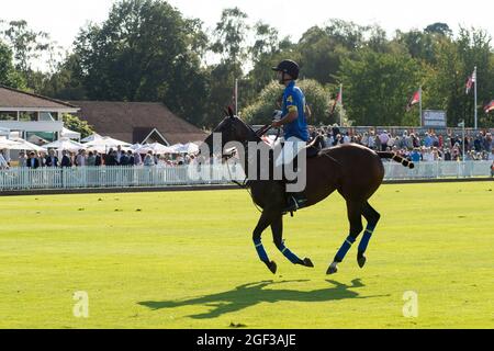 Egham, Surrey, UK. 22nd August, 2021. One of the beautiful polo ponies. Credit: Maureen McLean/Alamy Stock Photo