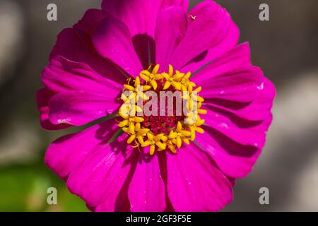 Zinnia Forecast in top view image, with single layer of vivid magenta petal leaves and bright yellow crown tubes.