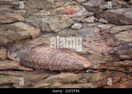 Trilobite fossil. Karoo, Western Cape, South Africa Stock Photo