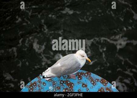 A young herring gull stands on a round blue rusty metal platform. Stock Photo