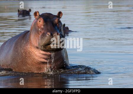 Common hippopotamus or hippo (Hippopotamus amphibius) showing aggression. Okavango Delta. Botswana Stock Photo