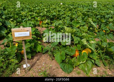 Culinary pumpkin Tractor variety growing in field in sunshine, Kilduff Farm, East Lothian, Scotland, UK Stock Photo