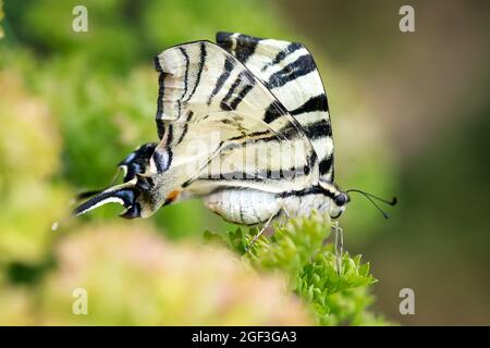 The scarce swallowtail (Iphiclides podalirius) is a butterfly belonging to the family Papilionidae. It is also called the sail or pear-tree swallowtai Stock Photo