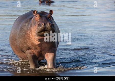 Common hippopotamus or hippo (Hippopotamus amphibius) showing aggression. Okavango Delta. Botswana Stock Photo