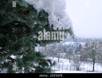 snow covered fir tree needles close-up. Winter season. Natural background Stock Photo
