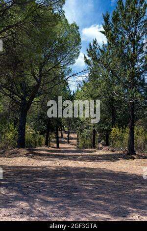 Trees in Despeñaperros national park in the south of Spain. Stock Photo
