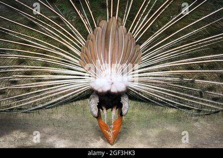 Funny peacock with its tail spread. Photography of peacock from behind Stock Photo