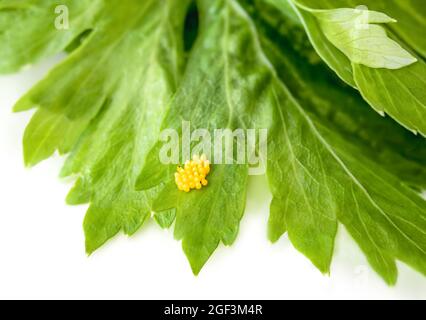 Ladybug egg cluster on celery leaf, close-up. Group of yellow oval-shaped eggs. Also known as ladybird, lady beetle, lady clock and lady fly. Benefici Stock Photo