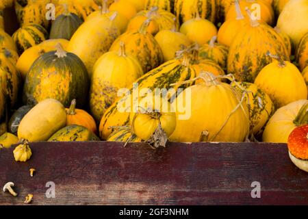 Autumn frame Composition and layout made of colorful pumpkins, mushrooms, Aged old retro red background. Yellow backdrop. Harvest festival Stock Photo