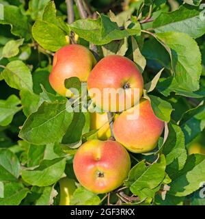 Ripe apples on the tree at harvest time Stock Photo