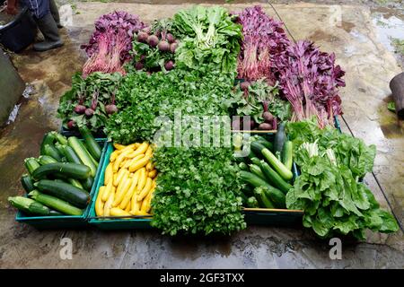 Freshly harvested organic vegetables in plastic crates. Stock Photo