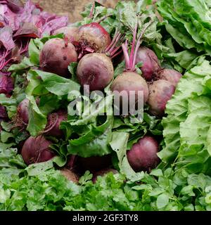 Freshly harvested organic vegetables : Beetroot and coriander Stock Photo
