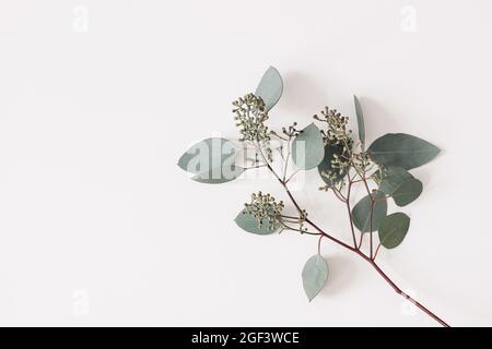 Green Eucalyptus populus leaves and branches isolated on white background. Decorative floral composition. Natural styled stock flat lay image, top Stock Photo