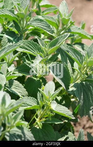 white horehound or common horehound, Gewöhnlicher Andorn, Marrubium vulgare, orvosi pemetefű, Hungary, Magyarország, Europe Stock Photo