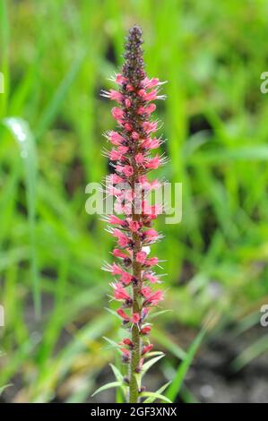 red-flowered viper's grass, Echium russicum, piros kígyószisz, Hungary, Magyarország, Europe Stock Photo