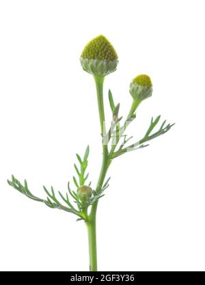 Small sprig  with  cone-shaped heads of tiny green flowers isolated on a white background. Pineappleweed (Matricaria discoidea). Selective focus Stock Photo
