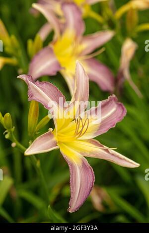 Dramatic mass flowering Hemerocallis 'Roger Grounds’, close-up natural flower portrait Stock Photo