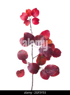 Venetian Sumach ( European Smoketree) branch with autumn leaves  isolated on a white background. Cotinus coggygria Stock Photo