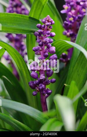 Nahaufnahme vom Blütenstand einer blauvioletten Lilientraube Stock Photo