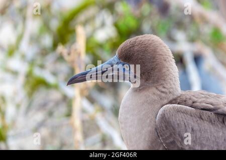 Portrait of a juvenile red footed booby (Sula sula), Genovesa island, Galapagos national park, Ecuador. Stock Photo