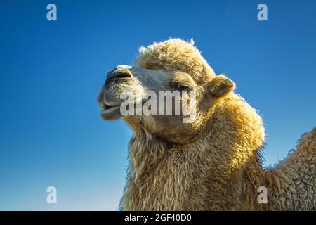 Portrait of a camel's head against the big photographed mountains, palm trees and blue sky Stock Photo