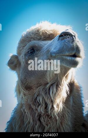 Portrait of a camel's head against the big photographed mountains, palm trees and blue sky Stock Photo