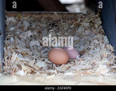 Freshly laid eggs on small town farm in Pennsylvania Stock Photo