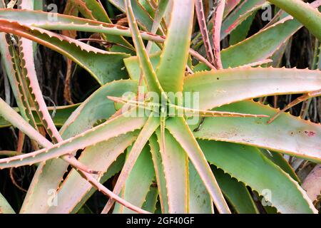 Aloe vera plant: aloe arborescens, krantz aloe or candelabra aloe; perennial succulent; San Francisco, California. Stock Photo