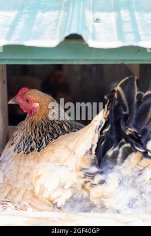 Free Range Chicken or Hens laying eggs and nesting in their coop Stock Photo