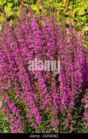 Dynamic Lythrum virgatum 'Dropmore Purple’, wand loosestrife 'Dropmore Purple’, natural plant portrait Stock Photo