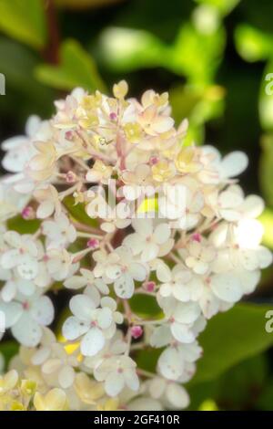 Panicle hydrangea (Hydrangea paniculata 'Candlelight' Stock Photo - Alamy