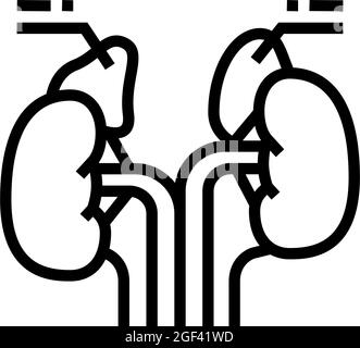 precocious puberty endocrinology line icon vector illustration Stock ...
