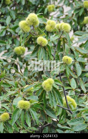 sweet chestnut, Spanish chestnut or just chestnut, Edelkastanie, Castanea sativa, szelídgesztenye, Hungary, Magyarország, Europe Stock Photo