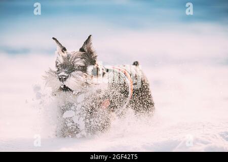 Funny Miniature Schnauzer Dog Or Zwergschnauzer In Outfit Playing Fast Running In Snow Snowdrift At Winter Day.