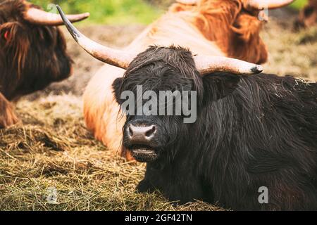 Black Highland Cattle Cow Graze On A Summer Livestock Pasture. Scottish Cattle Breed In Summer Day. Close Up.