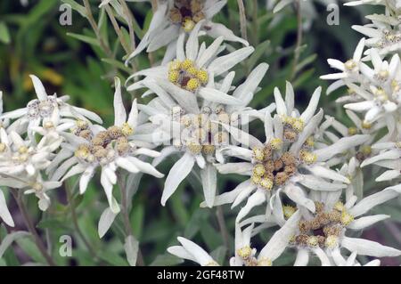 Siberian edelweiss, Edelweiß, Leontopodium palibinianum, nagytermetű gyopár, Russia Stock Photo
