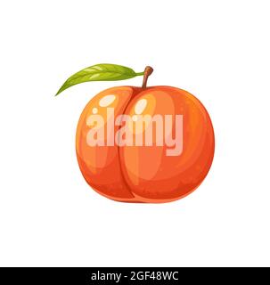 Ripe peach fruit, garden plant, vector juicy natural healthy farm fruit with stem and leaf. Organic production, cartoon element for design isolated on Stock Vector