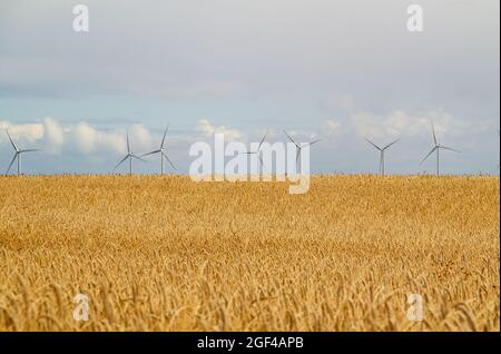 Ripe rye field with windmills on the horizon, under blue sky with clouds. Stock Photo