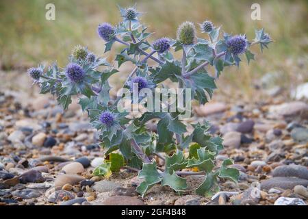 Sea holly or Seaside eryngo, a prickly thistle with blue flowers Stock Photo