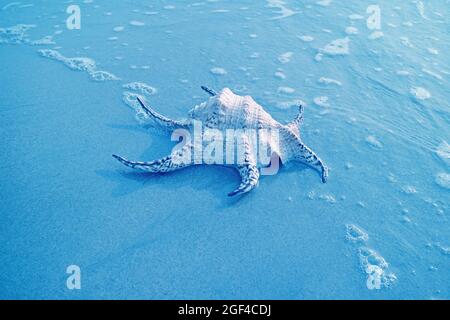 Pop Art Style Blue Colored Chiragra Spider Conch Shell Isolated on the Sand Beach with Sea Foam Stock Photo