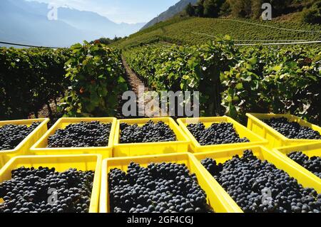 Pinot Noir grapes in containers, harvest time - October, Saillon vineyards, Rhone Valley, near Bernese Alps, Martigny district, canton Valais, Wallis