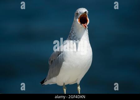 Ring-billed gull (Larus delawarensis) perched on a wall, calling out. Frontal view. Ellis Island, New York City, U. S. A. , North America.