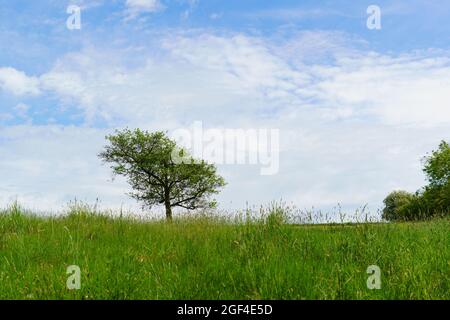 A small tree, secluded in a field of long grass with white clouds and a blue sky in the background. Stock Photo