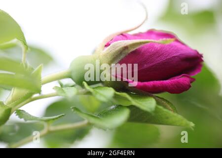 Close-up of a Magneta Coloured Rose  -  Rosa  Roseraie De LHay / Rugosa Rosa  - an old antique rose variety dating from 1861 Stock Photo