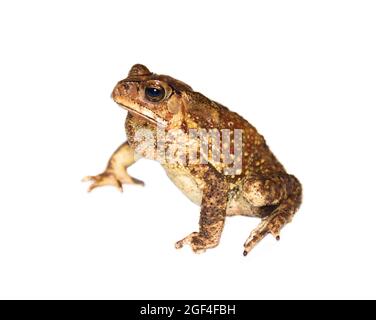 South Asian garden toad (Bufo melanostictus) from Vietnam. The amphibians is isolated on a white background. The view from the top Stock Photo
