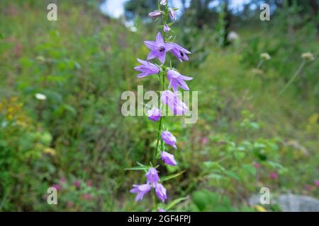 The Creeping Bellflower (Campanula chysnysuensis, C. cordifolia, C. rapunculoides) in Caucasus alpine meadows. Honey plant. 2000 m A.S.L Stock Photo