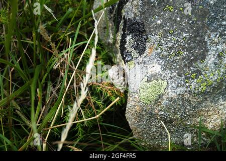 Bald-faced hornet (Dolichovespula maculata) nest, honeycomb hornet's in the mountain meadows on the side of the stone. Stock Photo